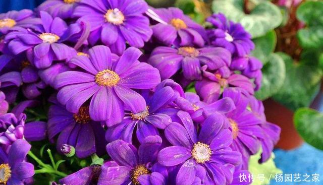 【很大】3种花花量很大,肉嘟嘟的叶片很漂亮,寓意美好适合家养,美极了