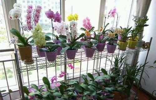  『调整』家养蝴蝶兰，“十二分细心”调整，花苞一起爆，齐刷刷，花满枝