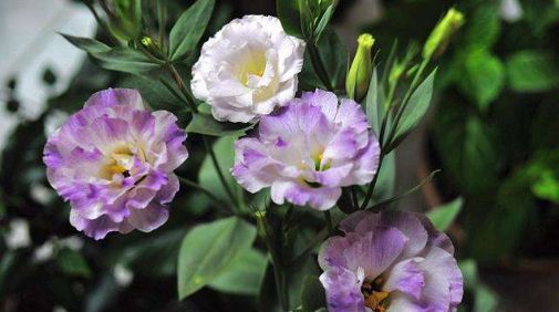  「就样」新手就样这几朵小花，全年花开不断，一开满屋飘香，花色惊艳清新
