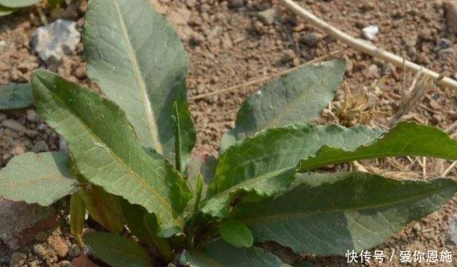 以前农村人叫它“救命王”，如今可遇不可求，见到千万别拔根！