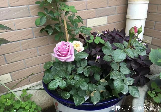  『花卉植物』不会养花？照着这“3点”做，准没错，阳台变花海，成小森林