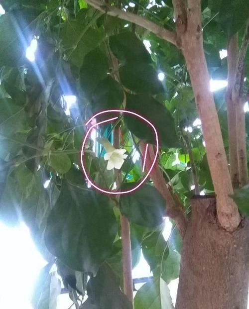  「幸福树」幸福树开花以后怎么养？做错了掉叶掉花光秃秃