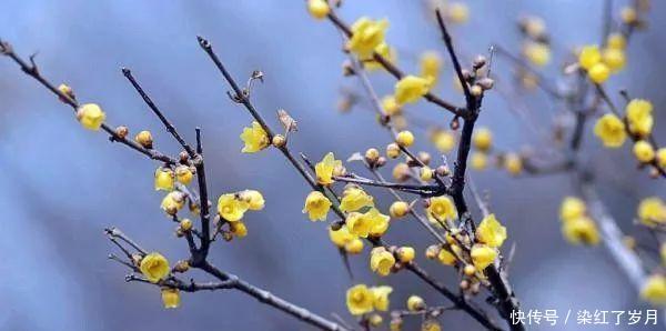  花语■几月出生，就是哪朵花，看看你与哪个花神最投缘
