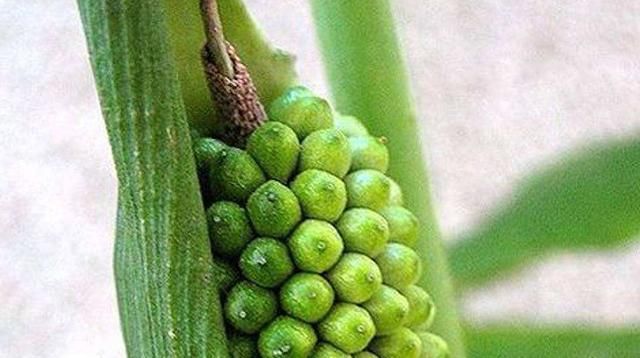  #嘴麻#玉米地里成片长，和红薯很像，小孩偷吃嘴麻了，老农民都