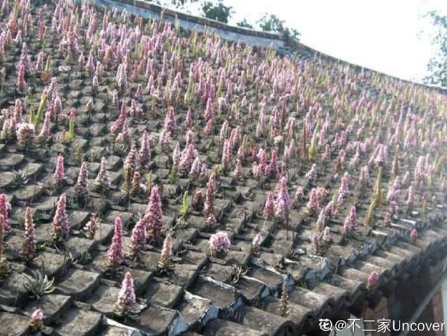  【不死鸟】农村没人要的多肉，长得满屋顶都是，下雨后泛滥了一