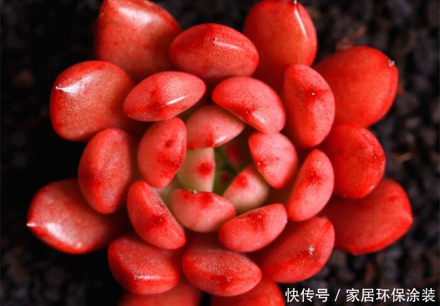  『出状态的时』3种如宝石般璀璨的多肉，好养爱上色，出状态后让人爱不释手