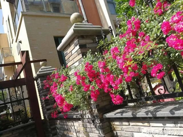  开出漂亮■阳春三月，出门踏青，原来有这么多漂亮花！