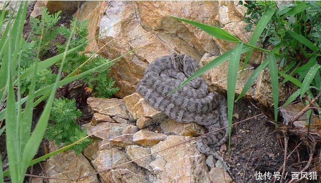 世界唯一一座以蛇命名的岛,位于我国大连