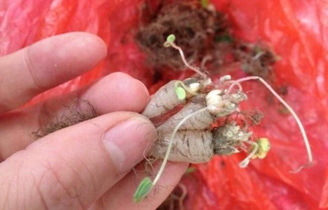  根部|农村这种产量高的野草，被称为“土人参”，根部有很高的医
