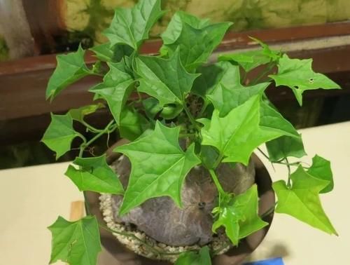  #盆栽#块根像花岗岩的睡布袋观赏植物，养成盆栽后还能爬藤生长