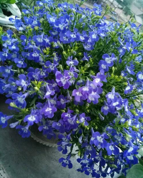 懒人@此四款植物,不用浇水也能活,浇水多了反而长不好,最适合懒人养