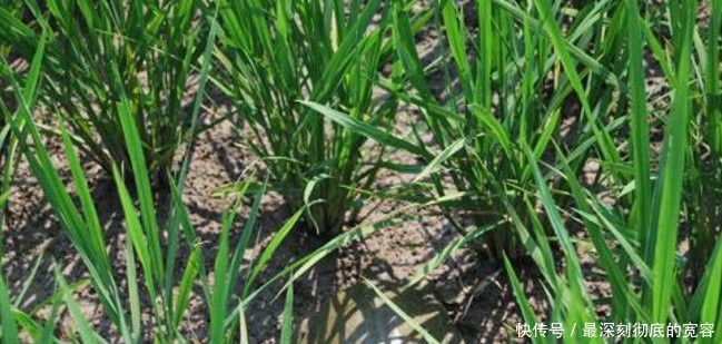 农村稻田里的6大野味排行榜，90后00后见过，但全吃过的不多