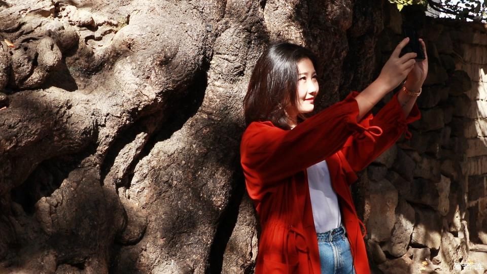 固东银杏村的黄色攻略