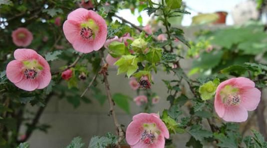  『漂亮』家养这4种花，全年都是“小花园”，开花一茬一茬，芳香又漂亮