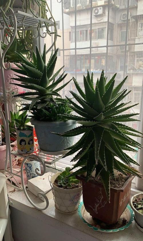 #植物#这“三种”植物容易繁殖,小嫩苗有水就能活