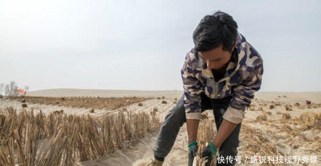 中国最难治理的沙漠，花了上亿元种上植物，结果让人没想到