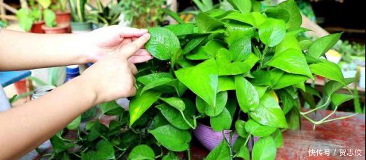  『守望』守望幸福之花绿萝，家庭种植有讲究，要注意这几点！