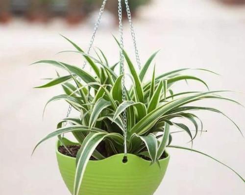 「虎皮兰」天热养这4种花,1招学会正确'浇水',远离烂根,叶子油绿挺直