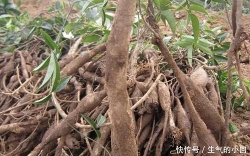 #值钱#在深山,有1种“牛大力”,根茎有40厘米长,值钱又珍贵,请爱惜