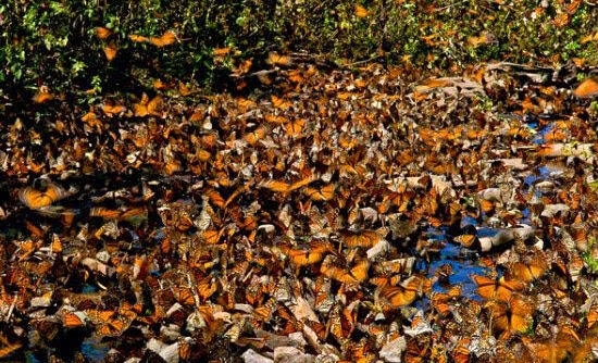 树木上长满了“金叶子”,男子走近观察后,被眼前奇观吓愣!