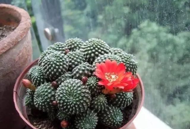  『家里』这几种盆栽绿植很多人家里都有养，摆在屋里也能保持叶子翠绿