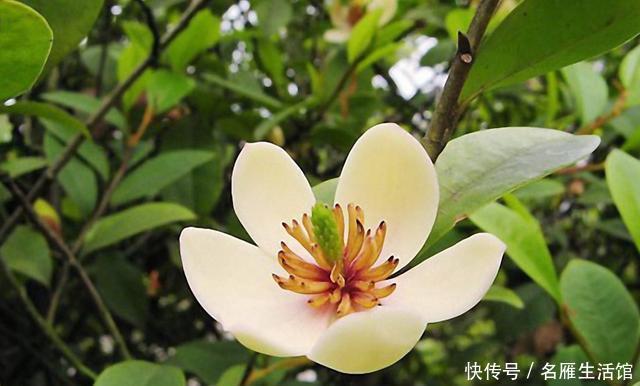 家里■喜欢在家里养花,此3种花则是首选,开花似蝴蝶飞舞,充满韵味