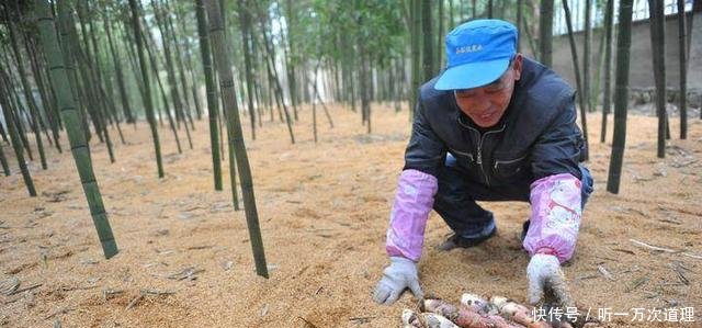 农民种竹子却不卖竹子，照样年赚50万，真是懒人也能赚大钱