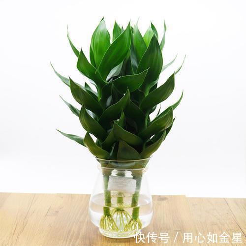 土壤应保持在湿润:盆栽观音竹管理方法