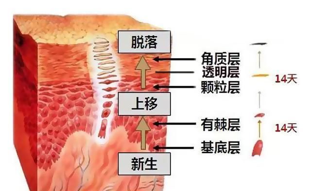 『导致皮肤』皮肤暗沉粗糙?毛孔粗大?那一定是你做错了这一步