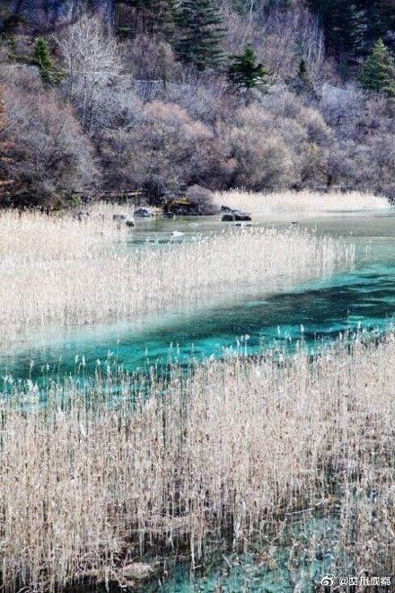 美极了!九寨沟芦苇开好了