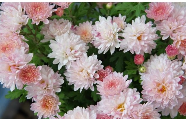  名流千秋：在家养花，不如养些高颜值的菊花，高端大气又美观，花香清新脱俗