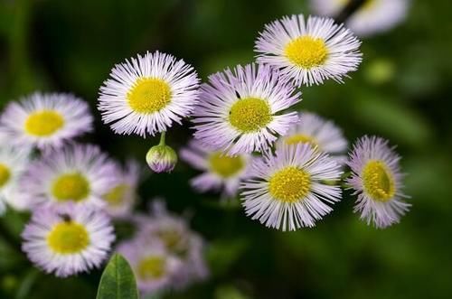 这入侵物种，曾在农村泛滥，如今却逐渐消失，7元一斤很抢手