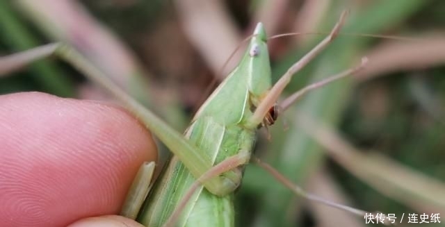  「稻田」农村稻田里面的这种虫子价格比金蝉贵，为什么没有人养殖呢？