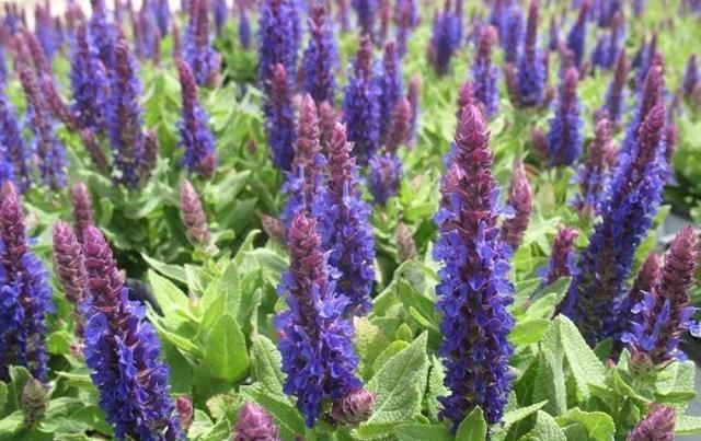  「花型」这花盛开时枝头挂满“小灯笼”,花型别具一格,春季养花别错过