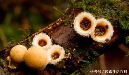  「10厘米」这种野生物，遇到请您对它好点，别破坏，如今稀罕的