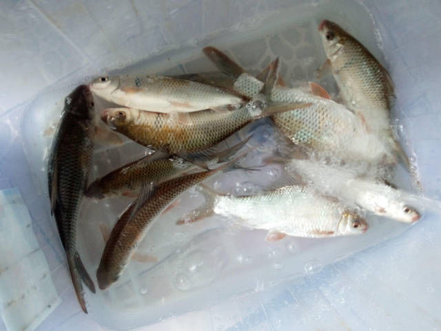  眼里■在钓鱼人的眼里，此鱼狡猾，精明，非常难钓