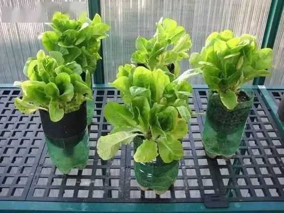「番茄」春天来了,用塑料瓶种菜,自给自足,每个人都可以学会!
