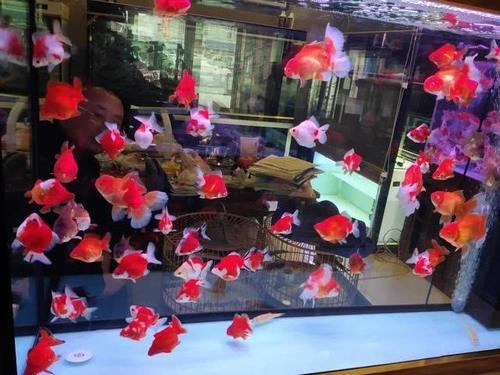  各有利弊|大水体养鱼和强过滤养鱼，哪一种方式比较好？应该是各有利弊