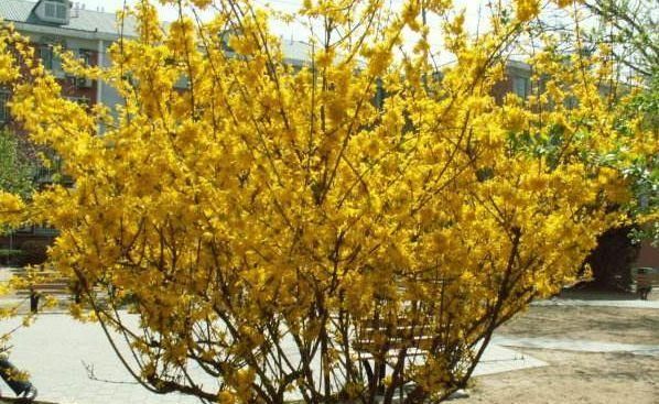  显得：客厅养花，不如养几盆“金色的花”，既好看，又显得“高大上”