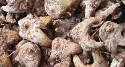 农村的一种“摇钱树”，曾经被拿来喂猪，现在卖到上百元一斤