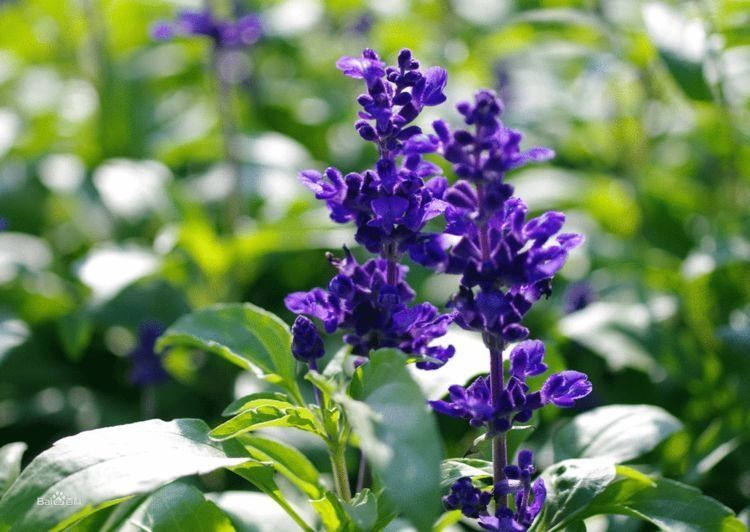  『温度』你见过紫色花海吗？除了薰衣草，还有一种叫做鼠尾草的紫花！