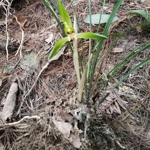 农民上山挖几株兰花，一株春兰要价5000，开花很像大富贵