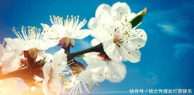 『漂亮』拍花,用天空做背景,简单又漂亮