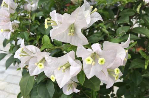  [阳光]有阳光就好开花的三角梅，没想到花色这么多，你养了哪一种？