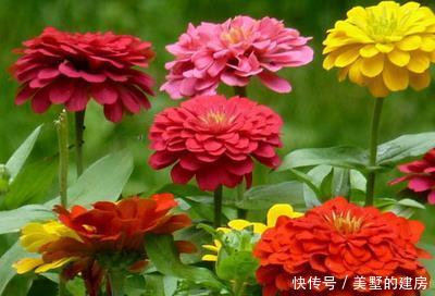  「喜欢」喜欢养护美丽的花卉，就可以养护花色绚丽多彩，美丽漂亮的3种花