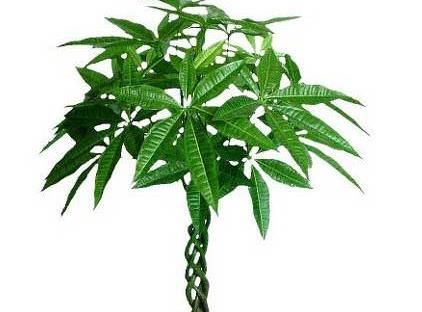  「爆满」这花就得饿着养不能惯着，盆越小水越少，反倒爆满盆！