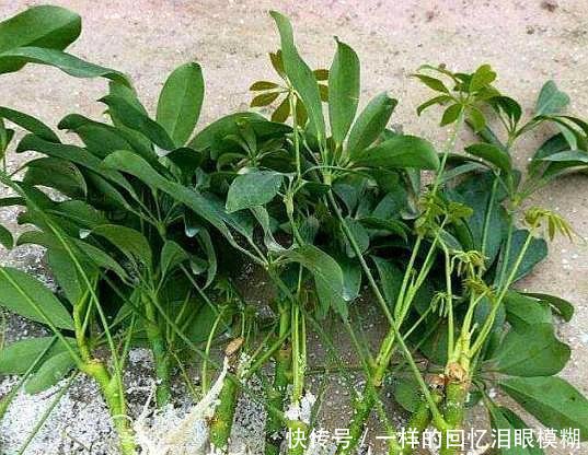 『寓意』路边4种树,掰个枝条就生根,做成盆栽寓意好,观叶赏花还好吃