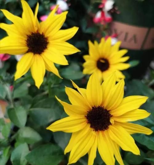  「矮化」这花围着太阳转，越热越晒越爆盆，矮化向日葵，阳台盆栽就很美