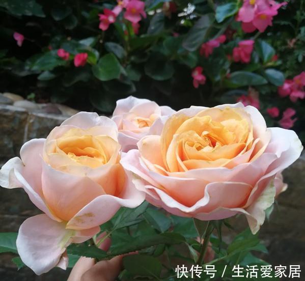  [顽强]月季幸运柯德娜，温柔而柔软的外表，却有着坚硬而顽强的品质！