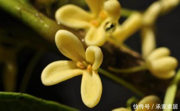  『桂花生长』受人喜欢的桂花十里飘香，掌握这几点养护技巧，最后堪称桂冠之作